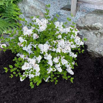 Syringa 'JDB123WHITEHOUSE' PP28416P2