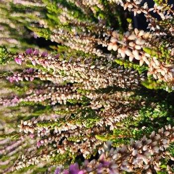 Calluna vulgaris 'Michelle' 