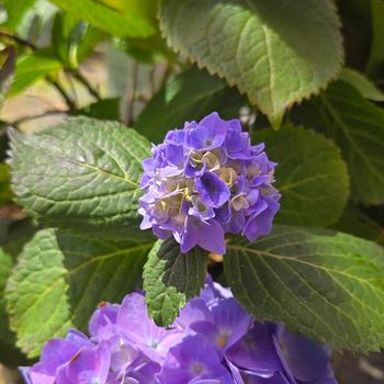 Hydrangea macrophylla iBloom® 'Azure Skies™' (315415)