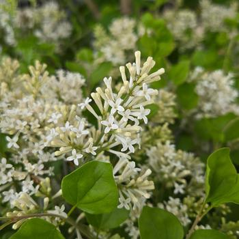 Syringa 'Pearl Potion&trade;' (315416)