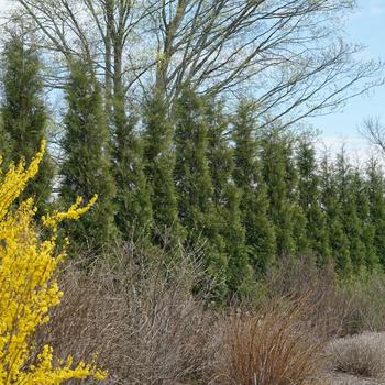 Thuja occidentalis 'Full Speed a Hedge®' PP18110