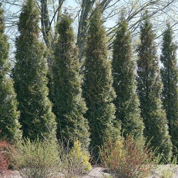 Thuja occidentalis 'Full Speed a Hedge&reg;' (315423)