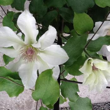 Clematis 'Evipo097' PP22,032