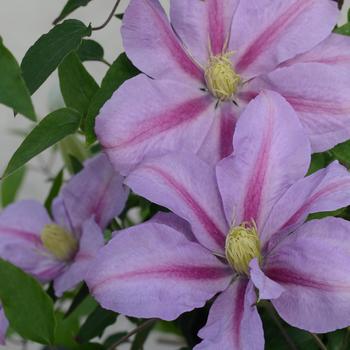 Clematis 'Evipo080' PP25714P2