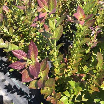 Vaccinium corymbosum 'Cabernet Splash&trade;' (315426)