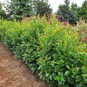 Prunus laurocerasus 'JONG1' PP29889