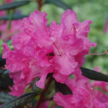 Rhododendron 'Landmark' 