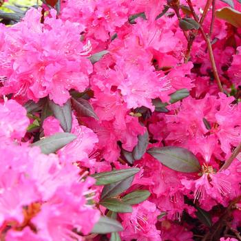 Rhododendron 'Landmark' (315430)