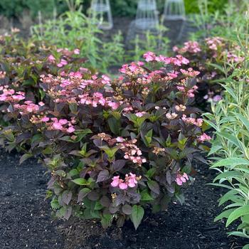 Hydrangea serrata 'Pink Dynamo'