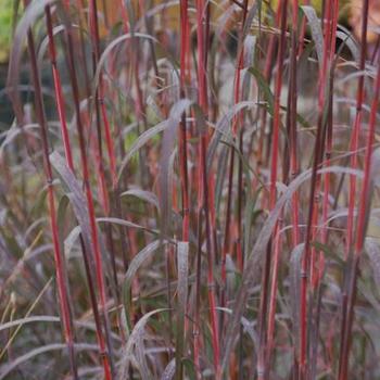 Andropogon gerardii 'Holy Smoke' 