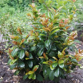 Prunus laurocerasus 'Volcano' (315433)