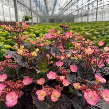Hydrangea serrata 'Pink Dynamo' (315435)