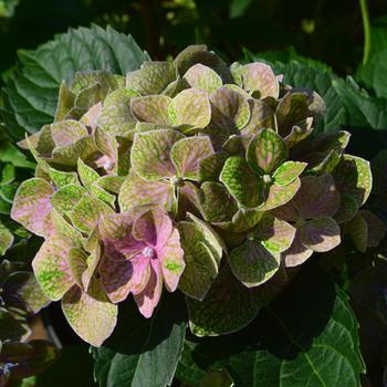 Hydrangea Macrophylla 'COF HM2' PP20,255