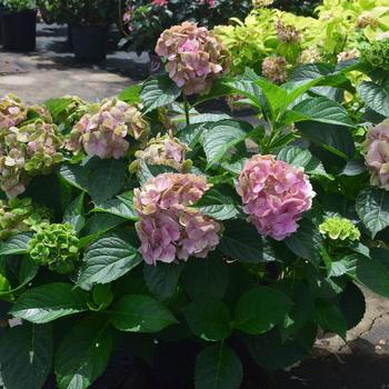 Hydrangea Macrophylla 'Froggie&trade;' (315438)