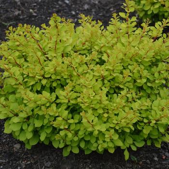 Berberis thunbergii WorryFree&reg; 'Lemon Glow&reg;' (315439)