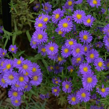 Aster Kickin&reg; 'Purple' (315440)