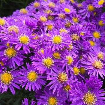 Aster Kickin&reg; 'Purple' (315441)