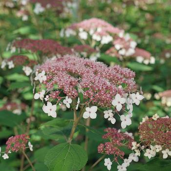 Hydrangea arborescens 'SMHALP' PATE NT 29,328.