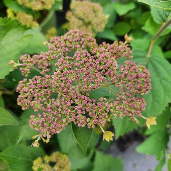 Hydrangea arborescens 'Pinky Pollen Ring™' (315443)