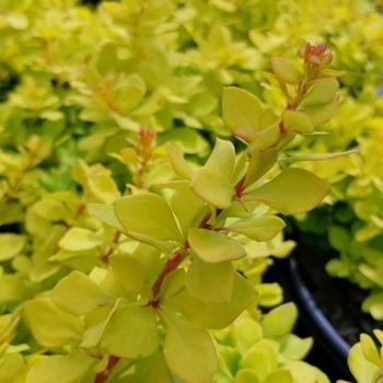 Berberis thunbergii 'Lemon Glow&reg;' PP30127