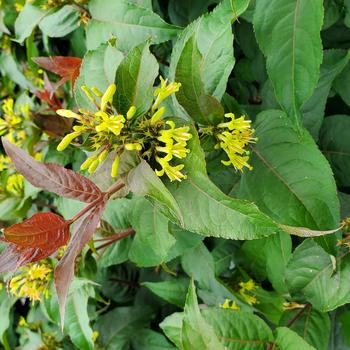 Diervilla rivularis 'Ru-Bee Wren' PP33289