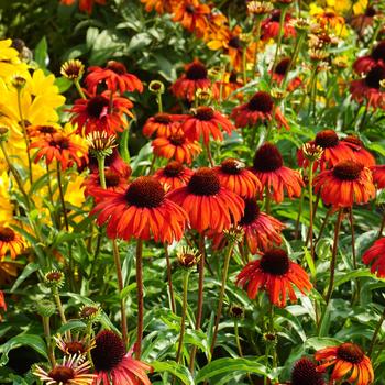 Echinacea 'Postman&trade;' PP28524