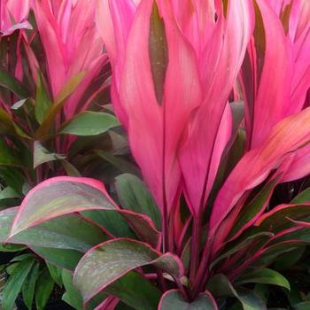 Cordyline fruticosa 'Maria' 