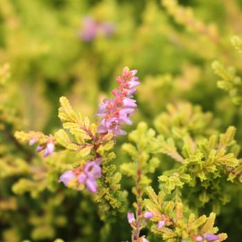 Calluna vulgaris 'Blazeaway' 