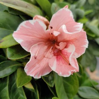 Rhododendron Encore&reg; 'Autumn Starburst&reg;' (315456)