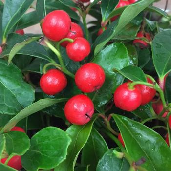 Gaultheria procumbens 'Gaulsidh5' PPAF