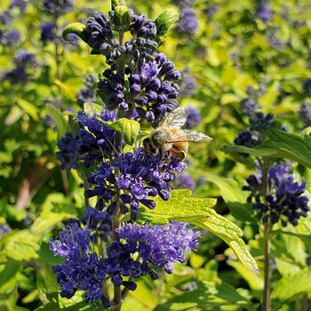 Caryopteris x clandonensis 'Minigold'