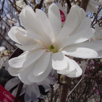 Magnolia stellata 'Centennial' 