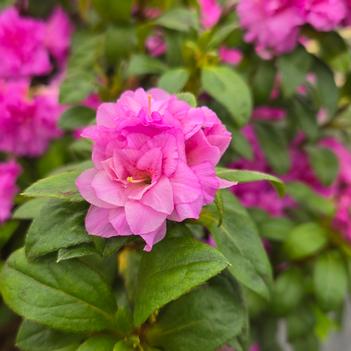 Rhododendron 'Roblezd' PPAF