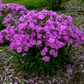 Phlox paniculata 'Baby Doll Pink' PP32025