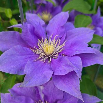 Clematis Boulevard&reg; 'Olympia&trade;' (315465)