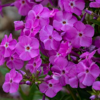 Phlox paniculata 'Baby Doll Pink' (315467)