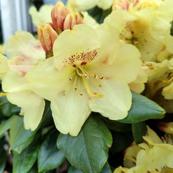Rhododendron yakushimanum 'Goldschatz' PP19,746