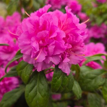 Rhododendron Encore&reg; 'Autumn Majesty' (315470)