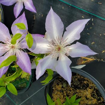Clematis 'Evipo111' 