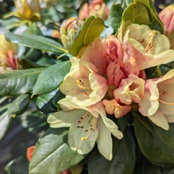 Rhododendron yakushimanum Miyama™ 'Gold Prinz' (315473)