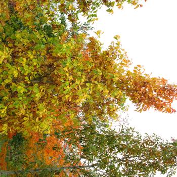 Quercus bicolor 'American Dream®' (315475)