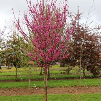 Cercis canadensis Northern Herald&reg; '' (315476)
