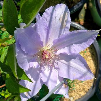 Clematis Boulevard® Tranquilite™ '' (315477)