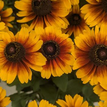 Rudbeckia hirta SmileyZ&trade; 'Kissing' (315479)
