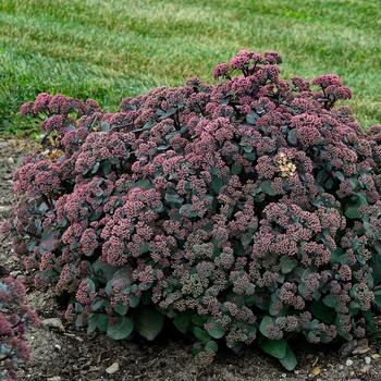 Sedum spectabile 'Spellbound' (315481)