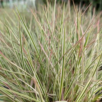 Schizachyrium scoparium 'Chameleon' 
