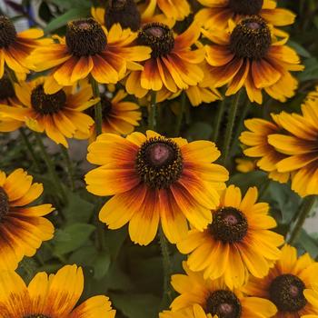Rudbeckia hirta 'Kissing' PPAF