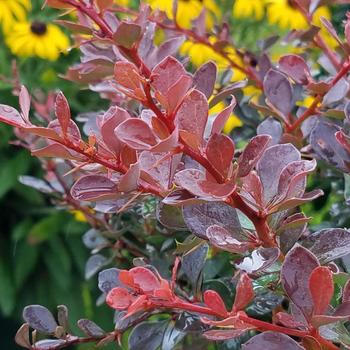 Berberis Worry free&reg; 'Crimson Cutie&reg;'