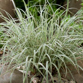 Schizachyrium scoparium 'Chameleon' (315486)