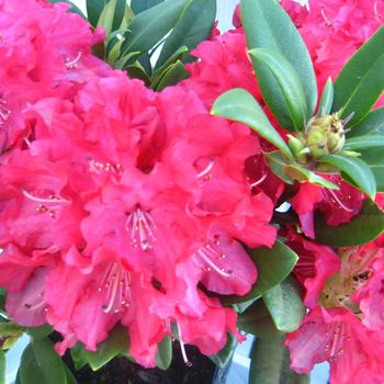 Rhododendron 'Skookum' (315489)
